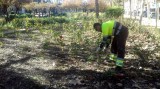 10,000 plants being pruned as Murcia prepares a good year for the roses