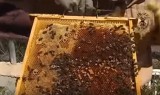 Massive bee swarm removed from behind a bedroom wall in Granada