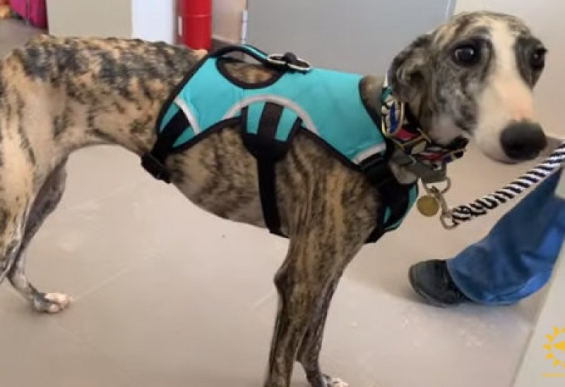 <span style='color:#780948'>ARCHIVED</span> - Greyhound found near death in Murcia finally has a happy ending