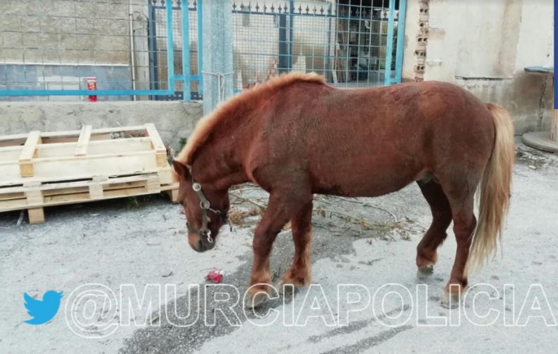 <span style='color:#780948'>ARCHIVED</span> - Abandoned pony rescued from main road in Murcia