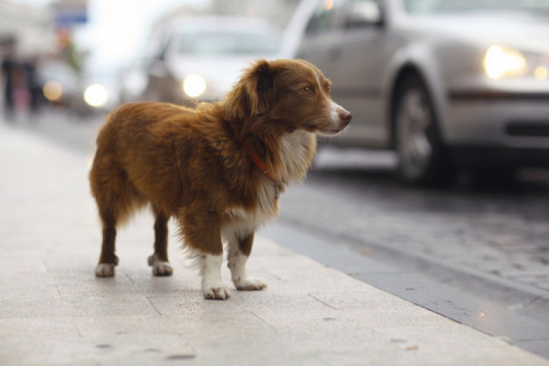 <span style='color:#780948'>ARCHIVED</span> - Águilas police warn dog walkers not to stray far from home