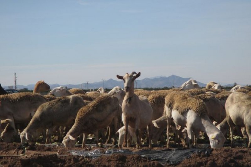 <span style='color:#780948'>ARCHIVED</span> - Cartagena researchers find microplastics in intensively farmed sheep in Murcia Region