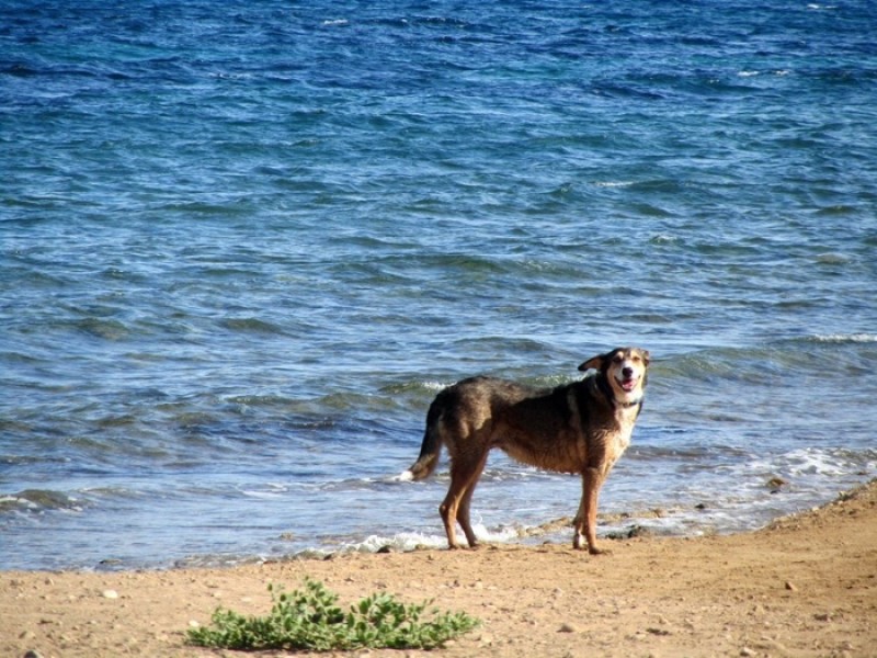 The 6 best dog friendly beaches in the Region of Murcia 2022
