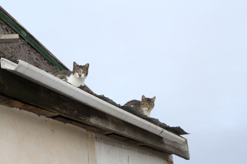 <span style='color:#780948'>ARCHIVED</span> - Feral cats get a new home in San Pedro del Pinatar