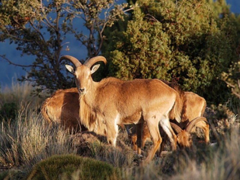 <span style='color:#780948'>ARCHIVED</span> - Study claims Barbary sheep are no longer an invasive species in Murcia