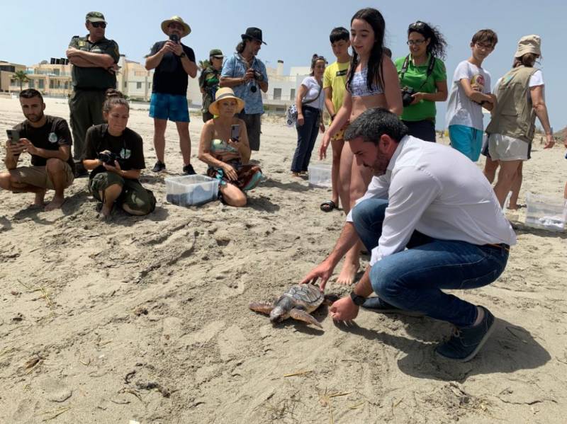 <span style='color:#780948'>ARCHIVED</span> - 12 loggerhead turtles returned to the sea in Murcia