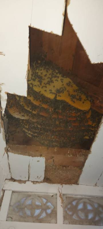 <span style='color:#780948'>ARCHIVED</span> - Warm weather leads to more swarms of bees and hives in Lorca