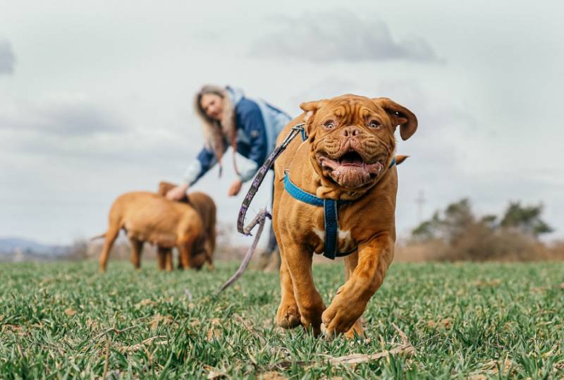 <span style='color:#780948'>ARCHIVED</span> - Free rein: Dogs in Murcia to be allowed to walk off leash