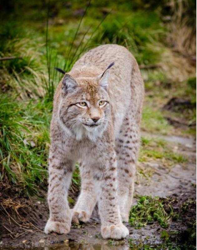 <span style='color:#780948'>ARCHIVED</span> - Endangered Iberian lynx will move to their new home in Lorca in March