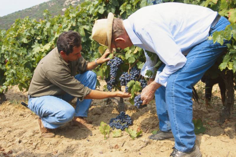 <span style='color:#780948'>ARCHIVED</span> - Murcia invests 1.5 million euros to protect its best and oldest grapevines