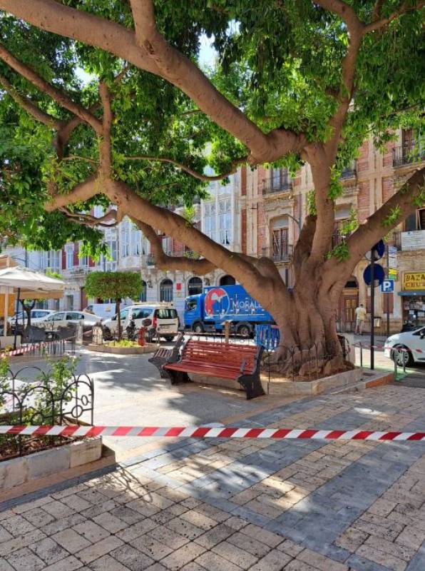 100-year-old ficus tree cordoned off to stop people slipping on sap
