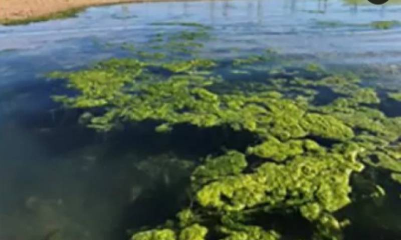 Troubling report sheds light on the real causes of pollution in the Mar Menor