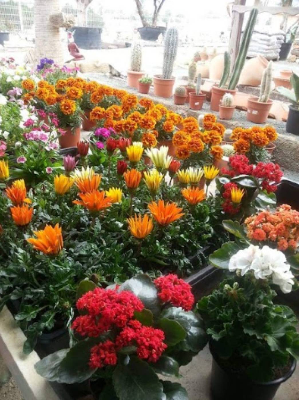 Serrano Garden Centre Camposol