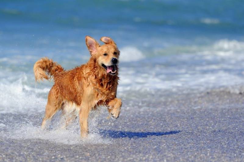 Discover the new dog-friendly beach to come this summer near Aguilas