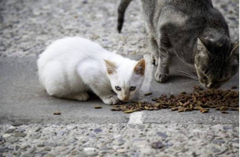 Cartagena asks the public to weigh in on new feral cat legislation