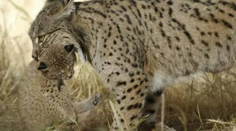 Lynx mum nursing cubs killed by car in Andalucia