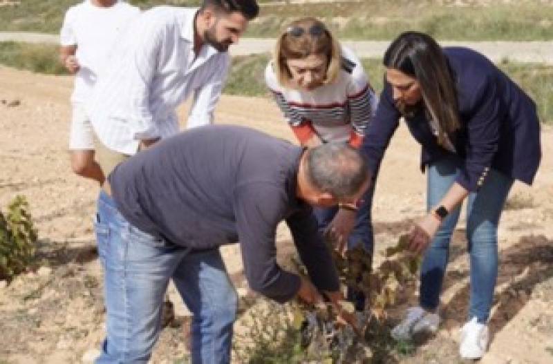 Murcia drought affects vine yield in Jumilla but wine quality remains high