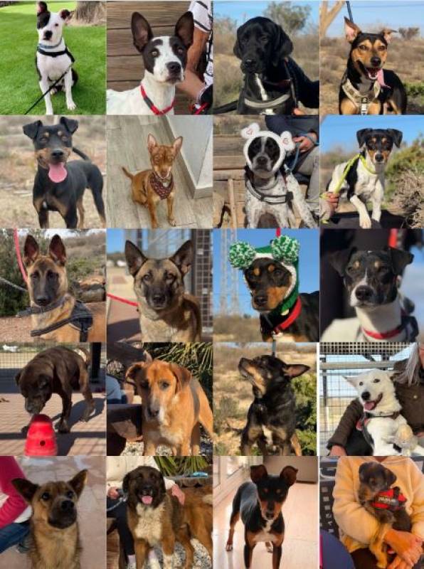 Meet the lucky dogs rehomed by Friends of Mazarrón Animals in January