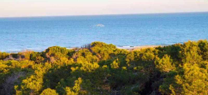 Discover the hidden gem of Spain's Guardamar Dunes Natural Park