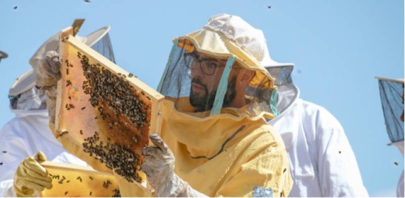 Guatazales honey: The gourmet gold made by 'happy' bees in Murcia