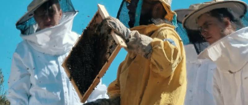 Guatazales honey: The gourmet gold made by 'happy' bees in Murcia