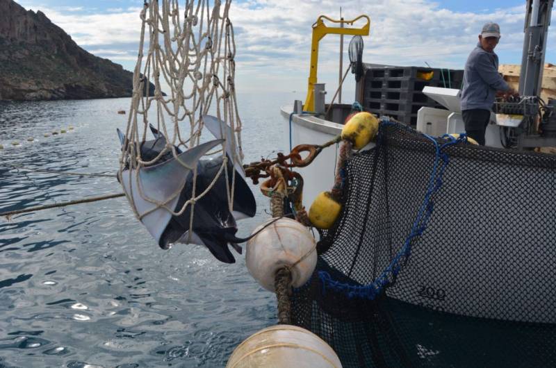 Over 30 endangered manta rays released after being captured by accident in La Azohía, Murcia