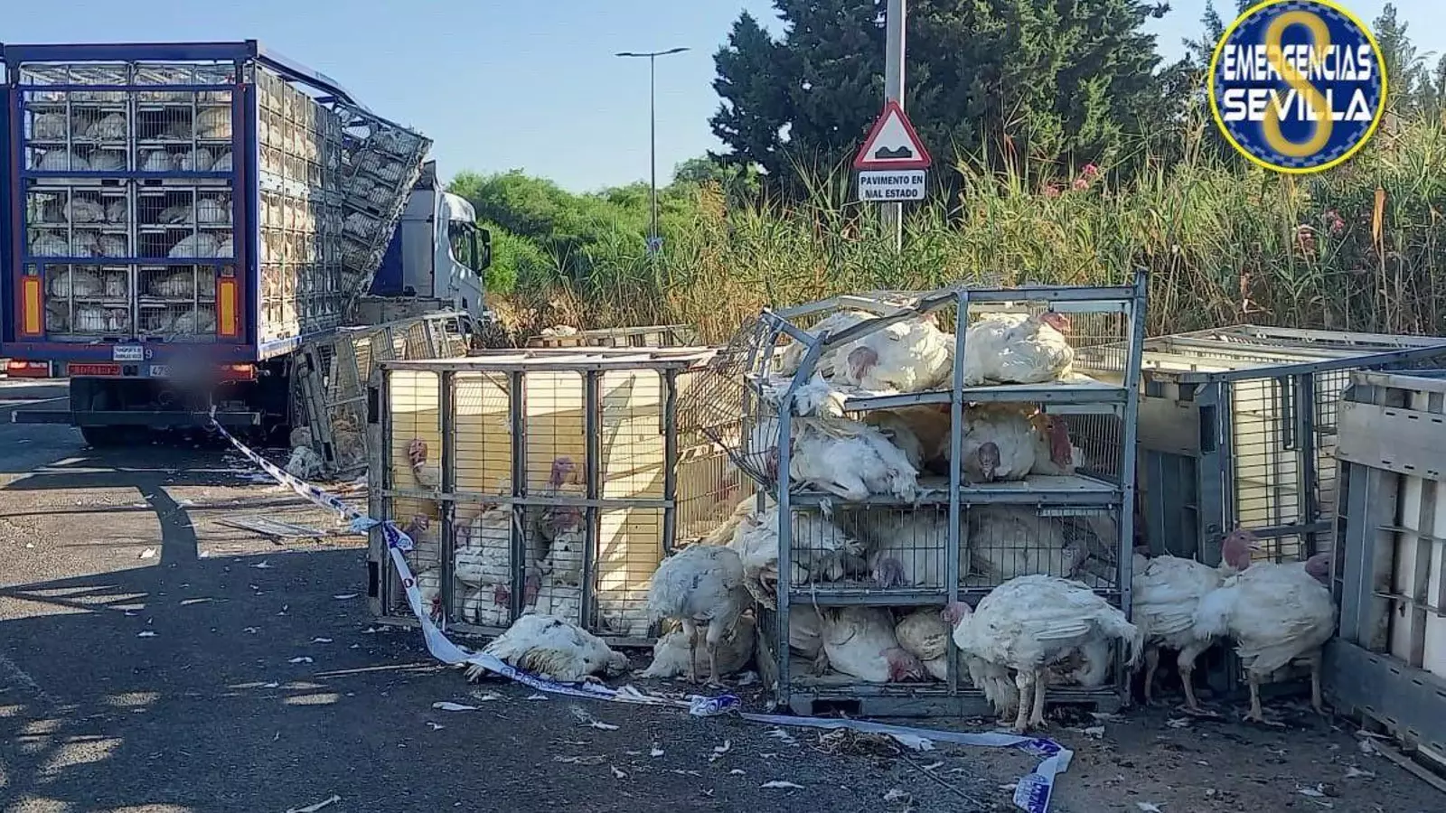 Feathers fly as turkey truck overturns near Seville Airport