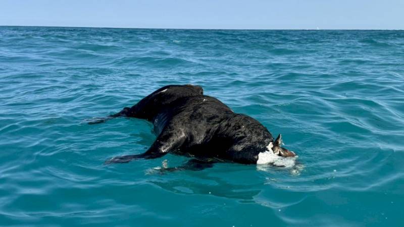 Dead cow at Altea beach is second on Costa Blanca in less than a week