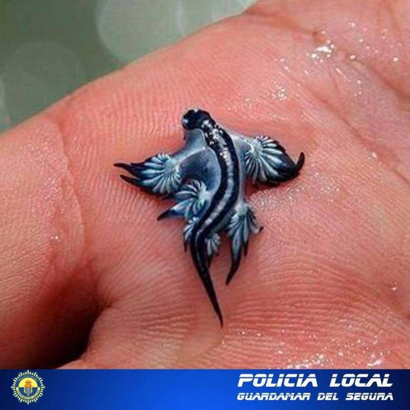 Blue dragons besieging Guardamar beaches
