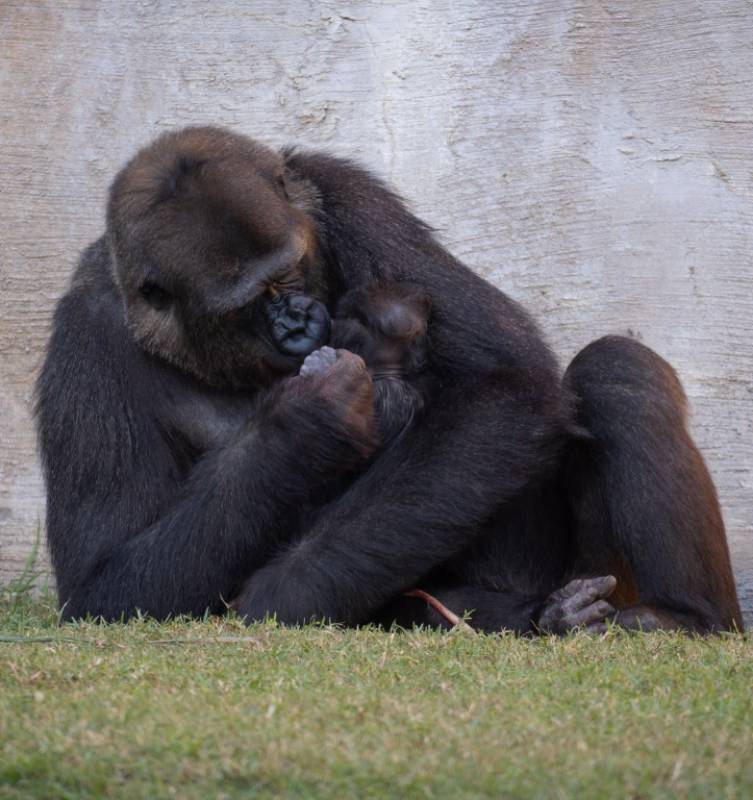 Meet Ernie: Bioparc Fuengirola's baby gorilla gets his name