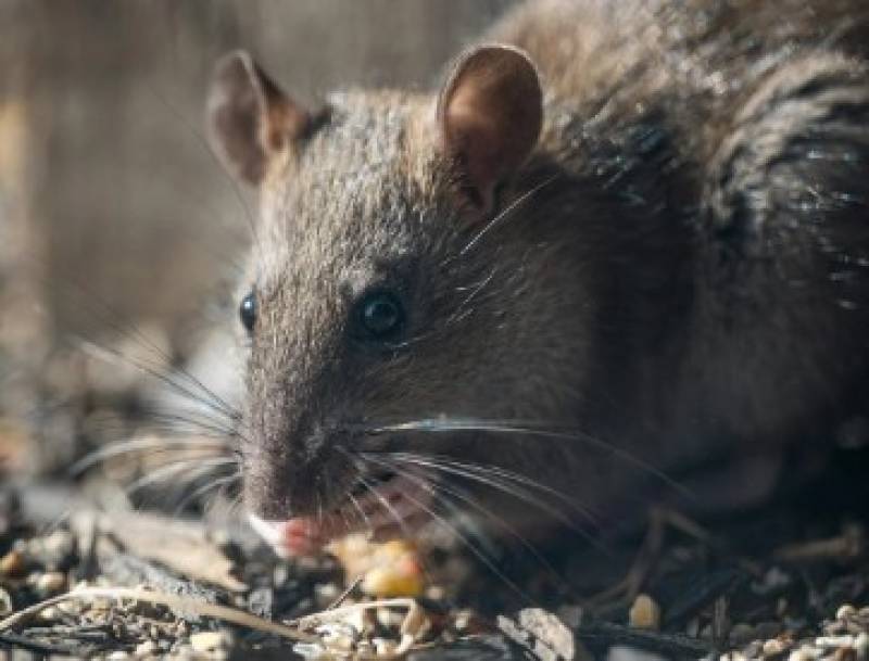 Mazarrón residents up in arms over rats running riot 