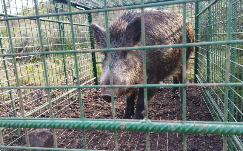 More Murcia towns move to start capture and cull of wild boars that stray too close to urban centres