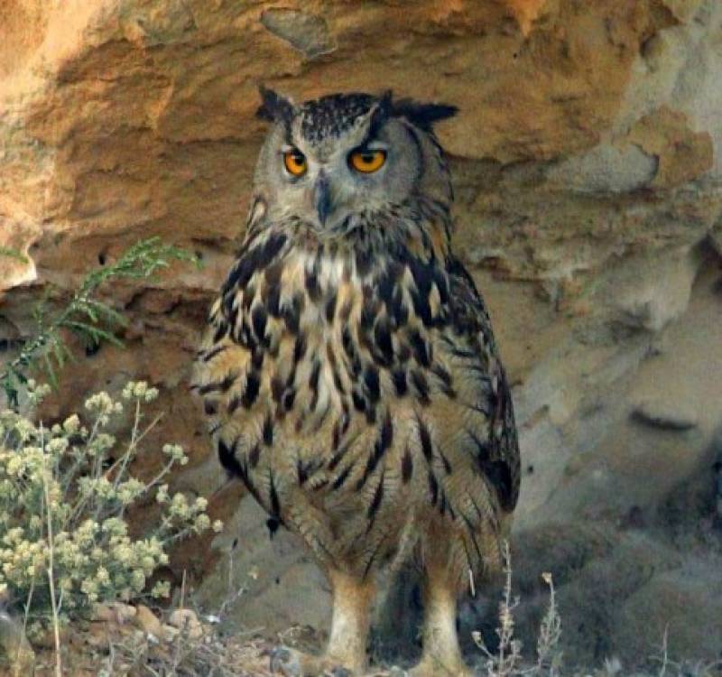 April 25 Free guided walk in the mountains just outside Murcia