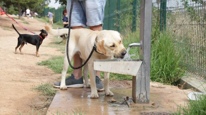 Spain heatwave warning: Early signs of heatstroke every dog owner should know
