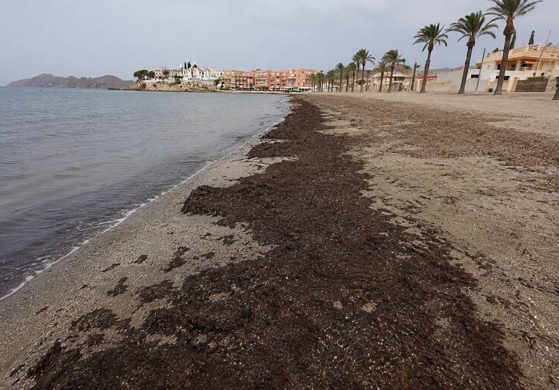 Growing piles of washed-up seagrass on Murcia beaches fuel complaints