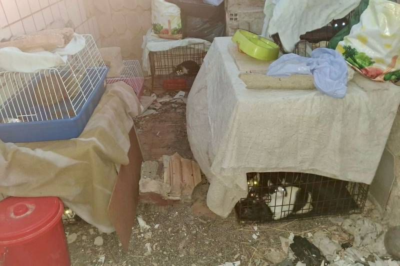 Mystery over 24 cats found abandoned in pet carriers near Cartagena