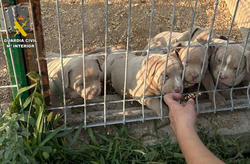 Alicante dog breeding network busted for illegal ear and tail amputations backed by forged Russian certificates